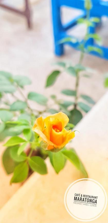 HabuHeritageHomeStayInLuxor - image 21